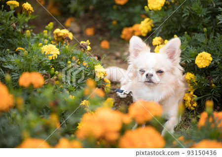 A cream-colored long-coated Chihuahua in a flower garden full of bicolor marigolds A cream-colored long-coated Chihuahua in a flower garden full of bicolor marigolds 93150436
