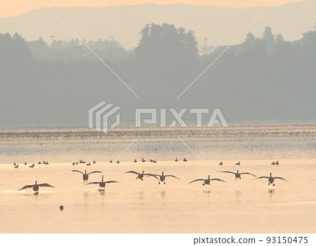 Morning flight of Izunuma Morning flight of Izunuma 93150475