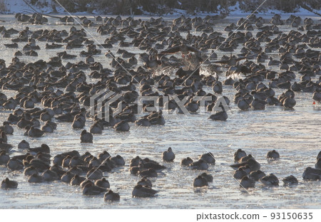 Morning flight of Izunuma 93150635