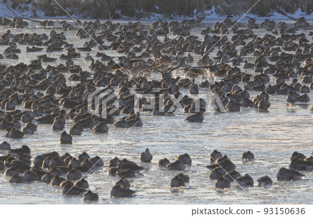 Morning flight of Izunuma 93150636