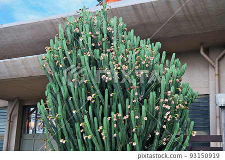 Blooming flowers of large pillar cacti (Summer, August) 93150919