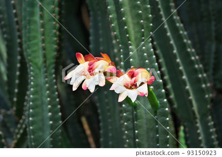 Pillar cactus (Cereus hirmenianus) flowers (summer, August) 93150923