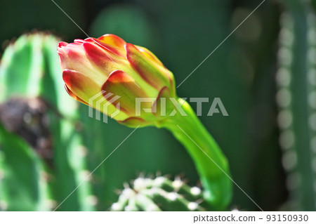 Column cactus (Cereus hirmenianus) buds (summer, August) 93150930
