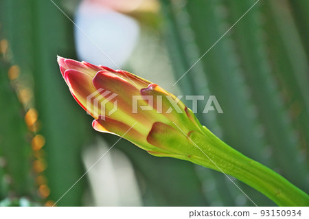 Column cactus (Cereus hirmenianus) buds (summer, August) Column cactus (Cereus hirmenianus) buds (summer, August) 93150934