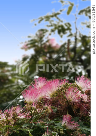 夏天盛開的粉色絲綢樹花 93151645