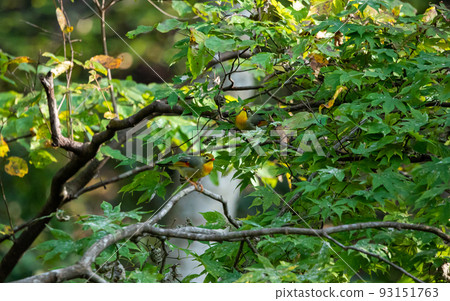 EOS5D.Hiroshima Shobara, I agree with Soushicho. 93151763