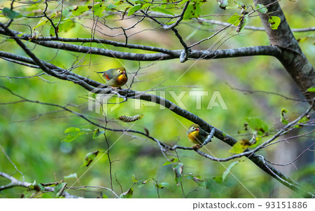 EOS5D.Hiroshima Shobara, attention to two butterflies together. 93151886