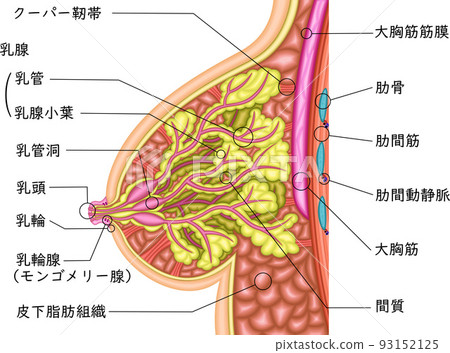 Female breast illustration Japanese　　　　　　　　　　　　　 93152125