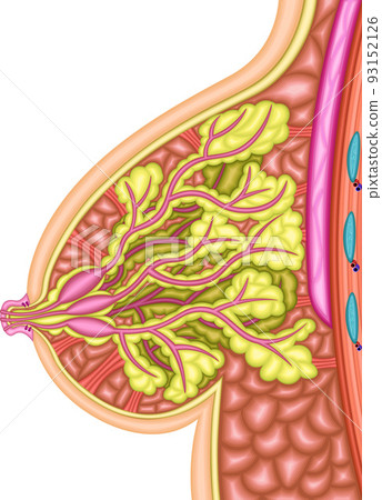Female breast illustration 93152126