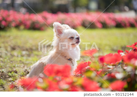 A cream-colored long-coated Chihuahua standing in a field of Sanpaches flowers 93152144