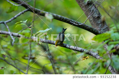 EOS5D.Hiroshima Shobara, upside-down plant. 93152238