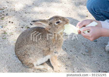 廣島縣竹原市忠海町奧之島，孩子的手餵兔子 93152245