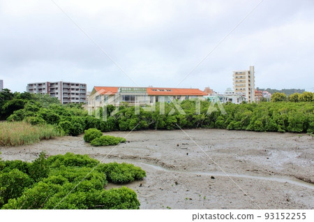Mangroves on the bank of Manko Mangroves on the bank of Manko 93152255