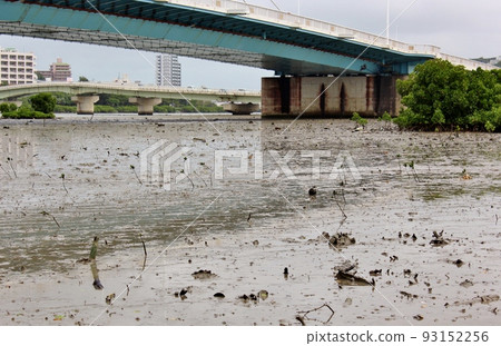 Mangroves on the bank of Manko 93152256