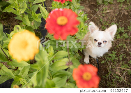 cream colored long coat chihuahua looking up at owner next to zinnia cream colored long coat chihuahua looking up at owner next to zinnia 93152427