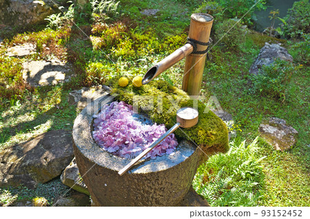 [Yanagidani Kannon Yogokuji Temple (Flowers)] Jodokudani Donoya, Nagaokakyo City, Kyoto Prefecture 93152452