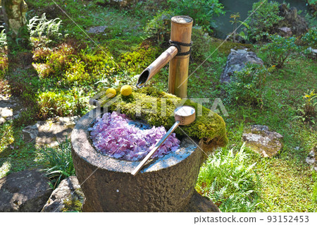 [Yanagidani Kannon Yogokuji Temple (Flowers)] Jodokudani Donoya, Nagaokakyo City, Kyoto Prefecture 93152453