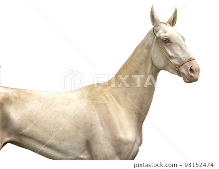 Portrait of a akhal-teke horse on white. Portrait of a akhal-teke horse on white. 93152474