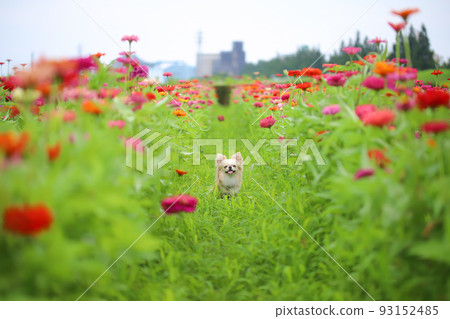 cream colored long coat chihuahua surrounded by zinnias cream colored long coat chihuahua surrounded by zinnias 93152485