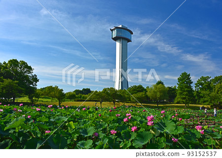 Lotus flower Lotus flower 93152537