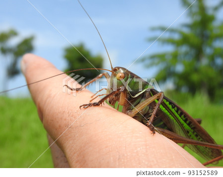 Katydid on hand (female with long ovipositor) Katydid on hand (female with long ovipositor) 93152589
