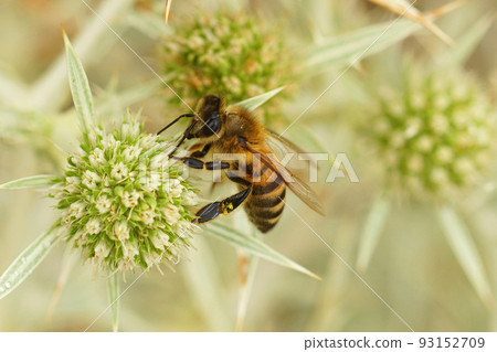 Closeup on a mediterranean Honeybee, Apis mellifera on a green field Eryngo campestre flower Closeup on a mediterranean Honeybee, Apis mellifera on a green field Eryngo campestre flower 93152709