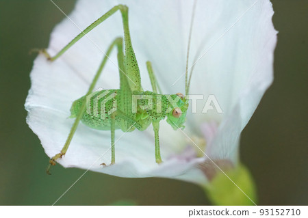 Closeup on a nymph of the green sickle-bearing bush-cricket, Phaneroptera falcata 93152710