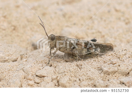 Closeup on a mediterranean blue-winged, grasshopper Oedipoda caerulescens sittng on the ground Closeup on a mediterranean blue-winged, grasshopper Oedipoda caerulescens sittng on the ground 93152730