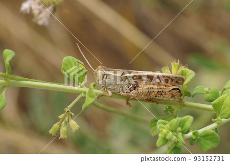 Closeup on a mediterranean Barbarian grasshopper, Calliptamus barbarus sitting in the vegetation 93152731