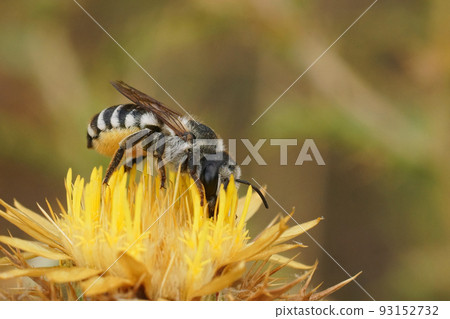 Closeup on a large white leafcutter bee, Megachile albisecta on a yellow Carlina hispanica thistle flower 93152732