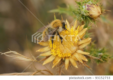 Closeup on a worker common brown bumblebee, Bombus pascuorum, sitting on a yellow Carlina hispanica thistle flower Closeup on a worker common brown bumblebee, Bombus pascuorum, sitting on a yellow Carlina hispanica thistle flower 93152733