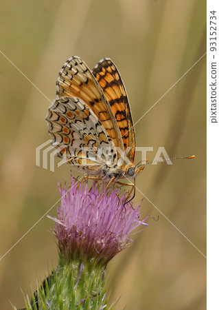 Closeup on a colorful Knapweed Fritillary, Melitaea phoebe, sitting on a purple thistle flower 93152734