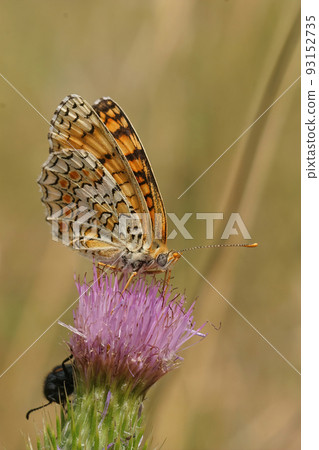 Closeup on a colorful Knapweed Fritillary, Melitaea phoebe, sitting on a purple thistle flower Closeup on a colorful Knapweed Fritillary, Melitaea phoebe, sitting on a purple thistle flower 93152735