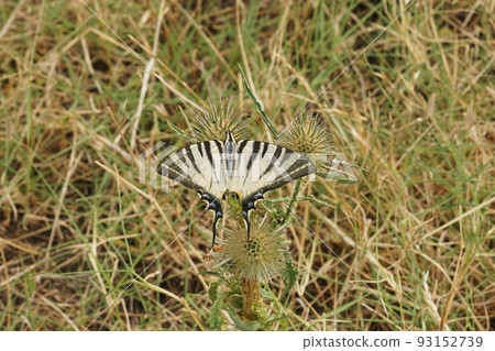 Close up on a Scarce Swallowtail butterfly, Iphiclides podalirius, drinking necar in the field Close up on a Scarce Swallowtail butterfly, Iphiclides podalirius, drinking necar in the field 93152739