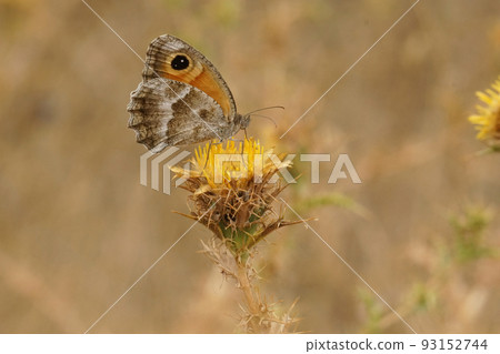 Closeup on a Southern Gatekeeper butterfly, Pyronia cecilia on top of a yellow Carlina hispanica thistle flower Closeup on a Southern Gatekeeper butterfly, Pyronia cecilia on top of a yellow Carlina hispanica thistle flower 93152744