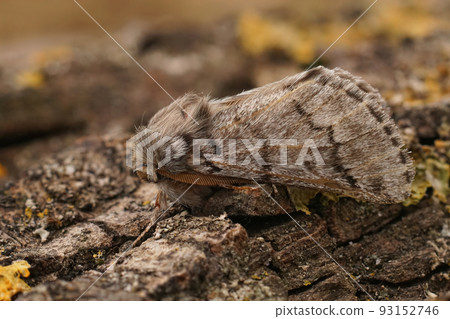 Closeup on the Pine Processionary-Moth, Thaumetopoea pityocampa sitting on wood 93152746