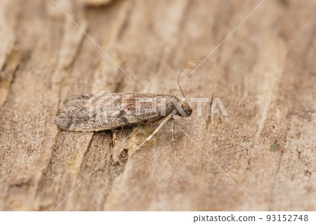 Closeup on the small Tobacco Moth, Ephestia elutella, sitting on wood Closeup on the small Tobacco Moth, Ephestia elutella, sitting on wood 93152748