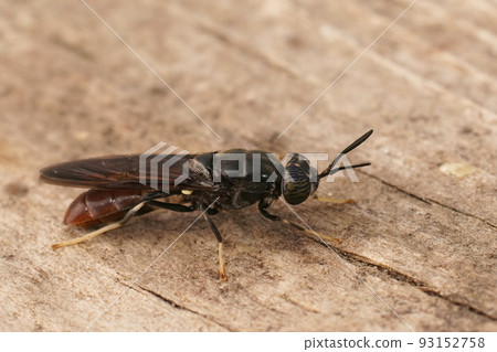 Closeup on a cosmopolitian species, the black soldier fly, Hermetia illucens sitting on wood 93152758