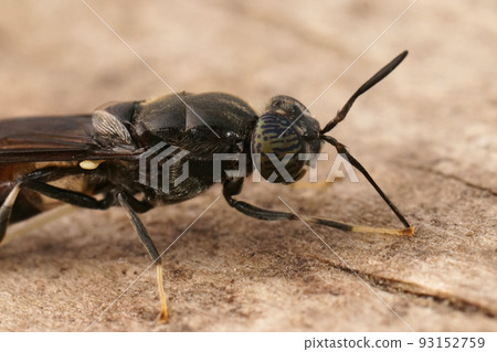 Closeup on a cosmopolitian species, the black soldier fly, Hermetia illucens sitting on wood 93152759