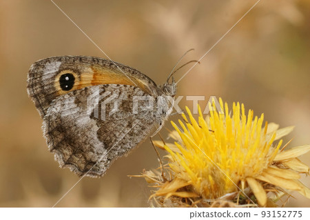 Closeup on a Souther Gatekeeper butterfly, Pyronia cecilia, sitting with open wings on a yellow thistle flower 93152775