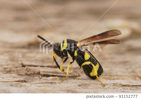 Closeup on the blakc and yellow parasitic wasp, Leucospis dorsigera sitting on wood Closeup on the blakc and yellow parasitic wasp, Leucospis dorsigera sitting on wood 93152777