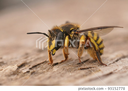 Closeup on a colorful yellow European woolcarder bee, Anthidium manicatum sitting on wood Closeup on a colorful yellow European woolcarder bee, Anthidium manicatum sitting on wood 93152778