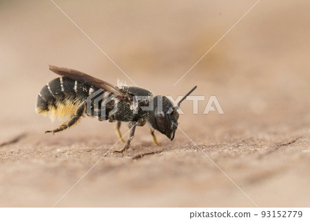 Closeup on a female Crenulate Armoured-Resin Bee, Heriades crenulata sitting on wood Closeup on a female Crenulate Armoured-Resin Bee, Heriades crenulata sitting on wood 93152779