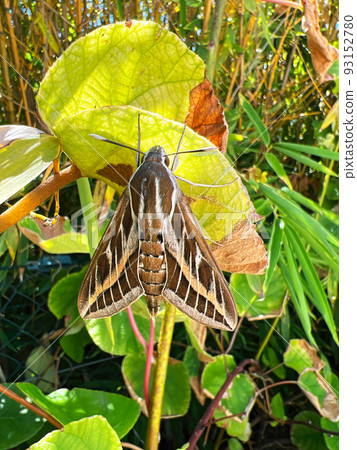Vertical closeup on a Striped hawk moth, Hyles livornica , hanging in the vegetation against a blue sky Vertical closeup on a Striped hawk moth, Hyles livornica , hanging in the vegetation against a blue sky 93152780