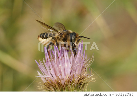 Closeup on a female Horned woodborer solitary be, Lithurgus cornutus, collecting pollen on a purple thistle flower 93152785