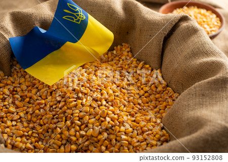 Burlap sack with corn kernels and Ukrainian flag concept Burlap sack with corn kernels and Ukrainian flag concept 93152808