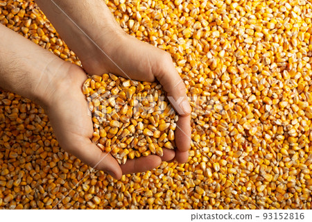 Human caucasian hands with maize corns over corn background 93152816