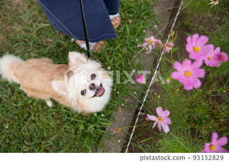 Cream-colored long-coated Chihuahua at owner's feet looking up beside cosmos 93152829