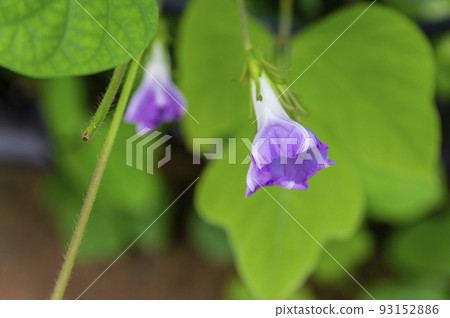 紫色的牽牛花芽就在它們開花之前。 93152886