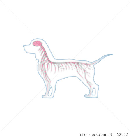 狗腦神經 93152902